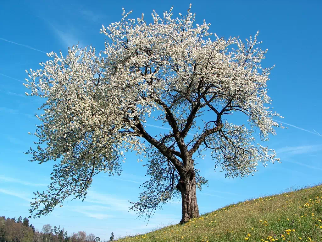 Alt attribute text: Cherry tree photo in WebP format